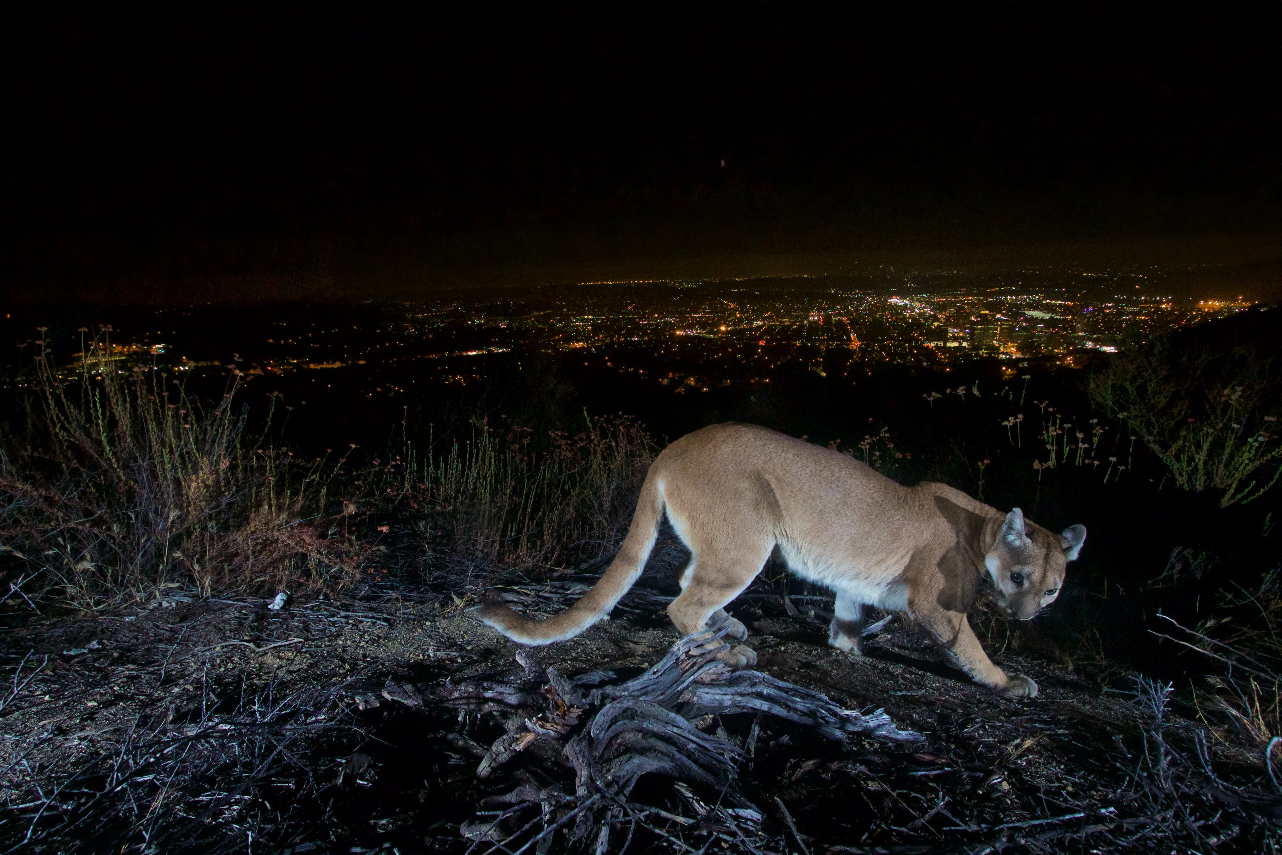 $25 Donation to #SaveLACougars