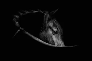 Black Beauty