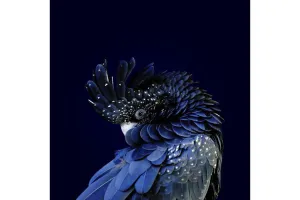 Cockatoo